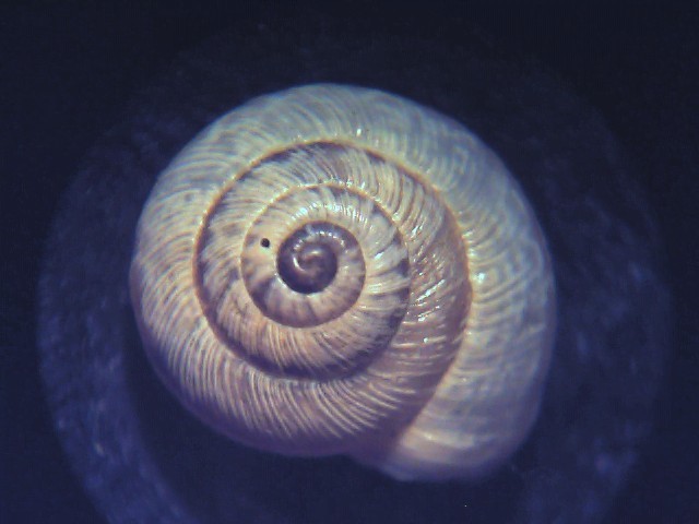 Cernuella cisalpina ??